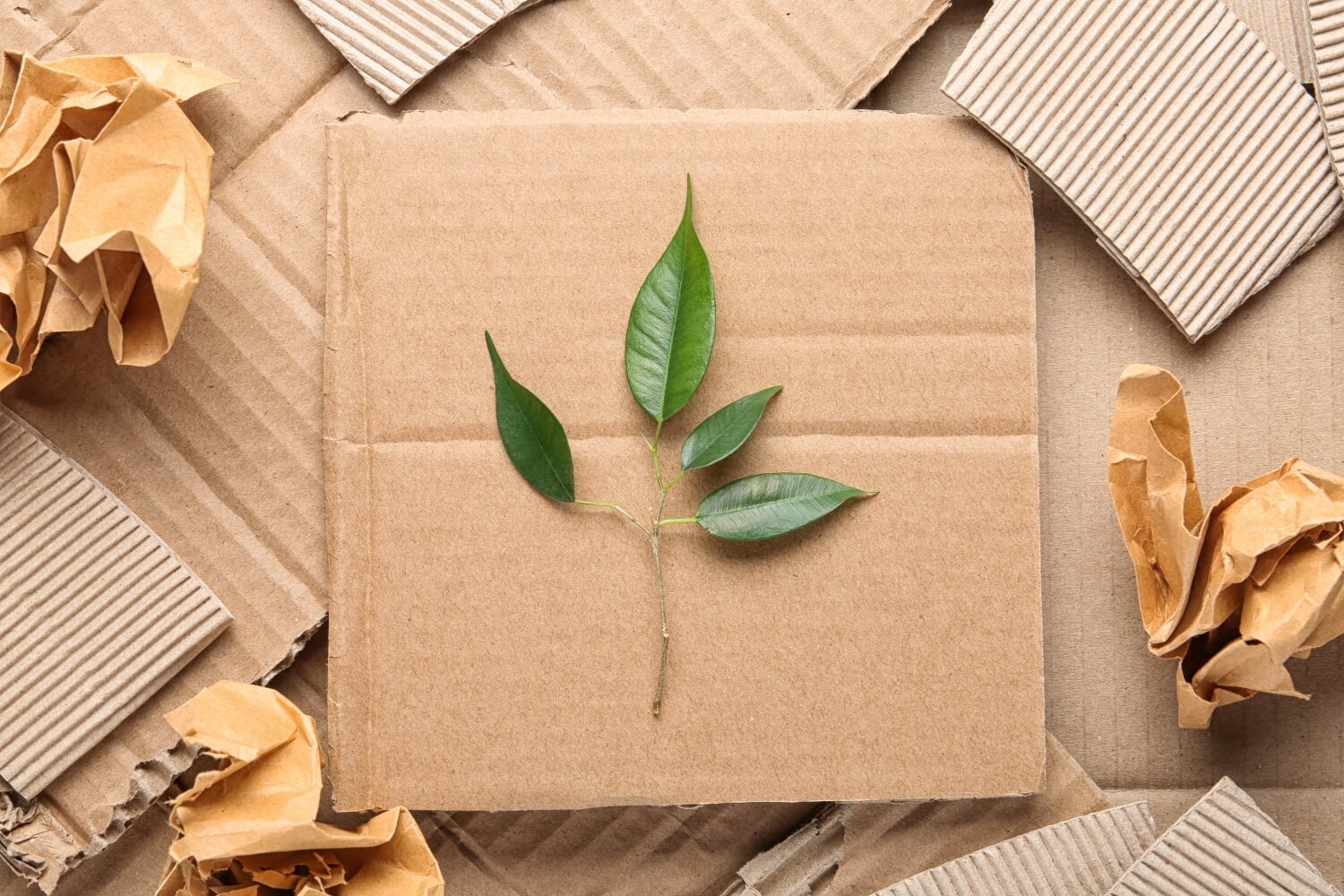 Beyond Bamboo Packaging Guidelines