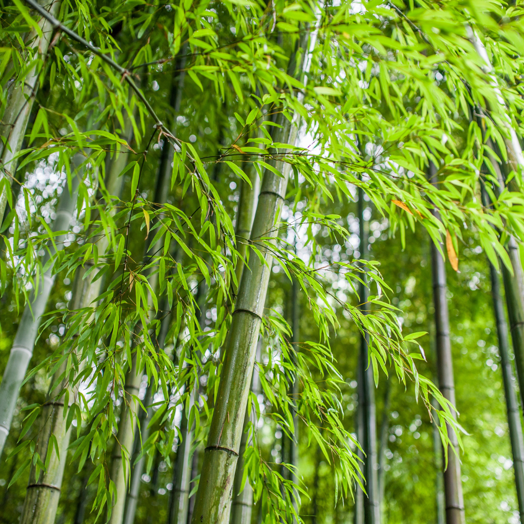 WHY BAMBOO PRODUCTS? AND HOW TO ENSURE IT IS A SUSTAINABLE CHOICE!