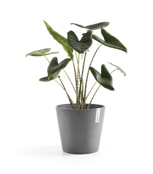 Plant Pot - Guest Room (BBSS0038)