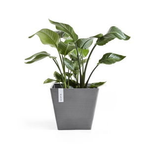 Plant Pot - Guest Room (BBSS0038)