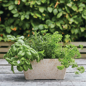 Planter Boxes (Herb) - FOH&BOH/Containers and Jars (BBSS0386)